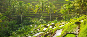 Tegalalang Rice Terraces ( Bali in Indonesia )